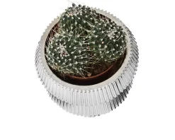 Vasetto con piantina design Selezione zanolli