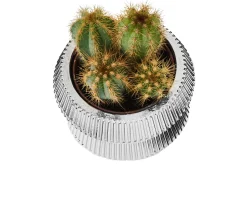 Vasetto con piantina design Selezione zanolli